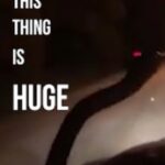 The Gregory Brothers Instagram - tfw you’re minding your own business when some freeloading snake decides to hitch a ride on your windshield. #songify #snakesofinstagram #morelikewindshieldviper