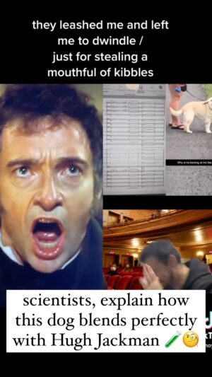 The Gregory Brothers Instagram - GET THIS DOG A TONY AWARD 🫡📈👏😭 #singingdog #memes #hughjackman #schmoyoho