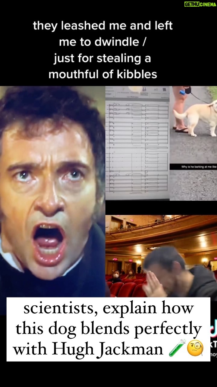 The Gregory Brothers - 3.7K Likes - GET THIS DOG A TONY AWARD 🫡📈👏😭 #singingdog #memes #hughjackman #schmoyoho