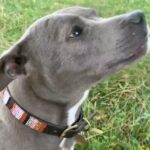 Tom Holland Instagram - Due to popular demand, The Bros Trust Dogs Collars are back. Two new designs. Made by Masai ladies in Kenya with all proceeds going back to Kenya via @thelunchbowlnetwork Click on our shop to buy and your dog gets to join the @thebrotherstrustdogsclub #thebrotherstrust #shinealight #thelunchbowlnetwork