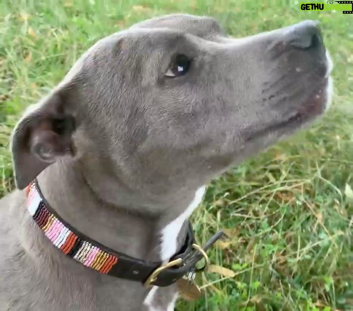 Tom Holland Instagram - Due to popular demand, The Bros Trust Dogs Collars are back. Two new designs. Made by Masai ladies in Kenya with all proceeds going back to Kenya via @thelunchbowlnetwork Click on our shop to buy and your dog gets to join the @thebrotherstrustdogsclub #thebrotherstrust #shinealight #thelunchbowlnetwork