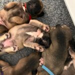 Tom Holland Instagram – Puppies