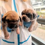 Tom Holland Instagram – Puppies