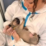 Tom Holland Instagram – Puppies