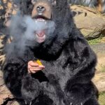 Tommy Little Instagram - 🚨 Exclusive NEW footage proving it’s a real bear! 🚨 #sunbear Gumbuya World