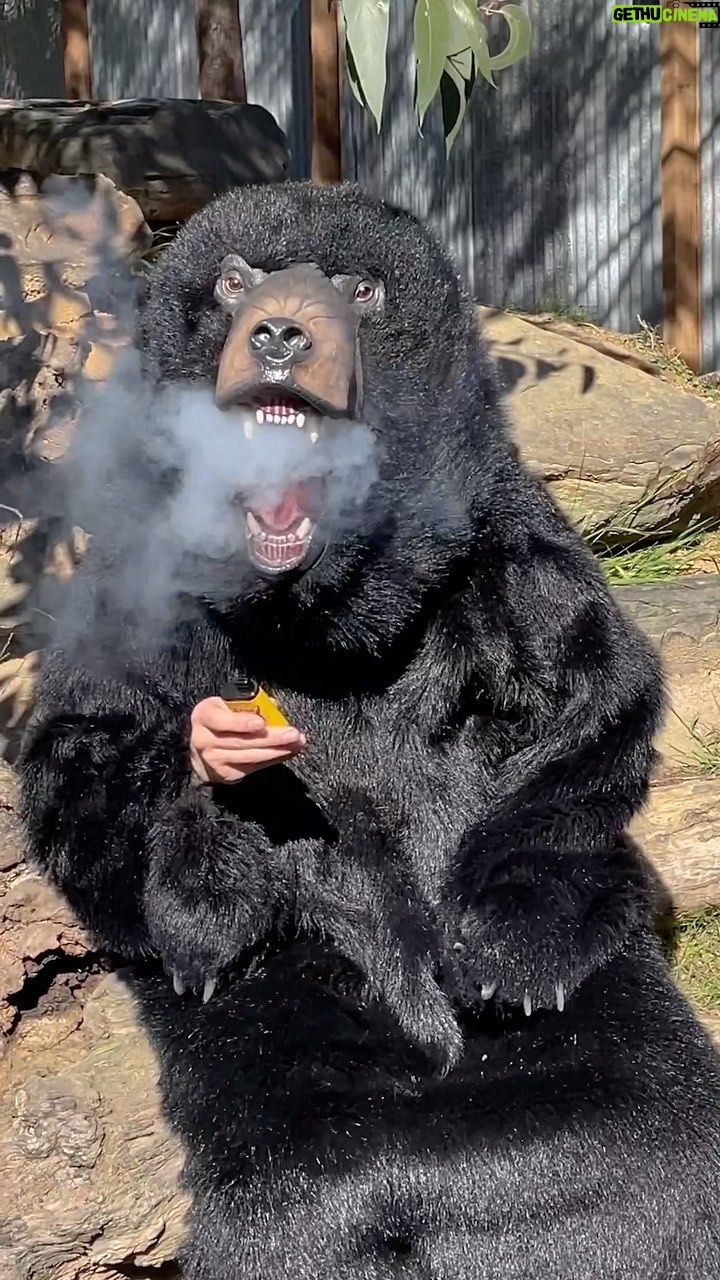 Tommy Little Instagram - 🚨 Exclusive NEW footage proving it’s a real bear! 🚨 #sunbear Gumbuya World