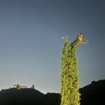 Tony Horton Instagram - Snapped this photo the other night. One owl, and one spaceship hurling across the sky. Well, at least the owl is real.