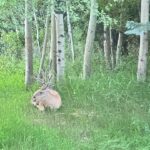 Tony Horton Instagram – The animals love to come to this spot right outside our window. It’s like a zoo in reverse. #PeopleOnDisplay #wildlife