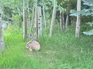 Tony Horton Instagram - The animals love to come to this spot right outside our window.  It’s like a zoo in reverse.  #PeopleOnDisplay #wildlife