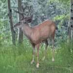 Tony Horton Instagram – Enjoying the wildlife right outside my door here in Jackson Hole WY. Hopefully a moose or bear photo coming soon.