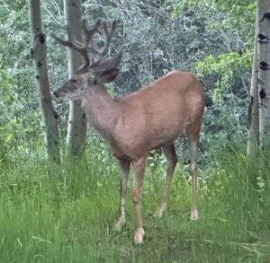 Tony Horton Instagram - Enjoying the wildlife right outside my door here in Jackson Hole WY. Hopefully a moose or bear photo coming soon.
