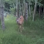 Tony Horton Instagram – The animals love to come to this spot right outside our window. It’s like a zoo in reverse. #PeopleOnDisplay #wildlife