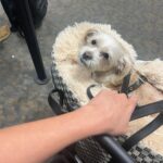 Vanessa Hudgens Instagram - She’s a travel pup
