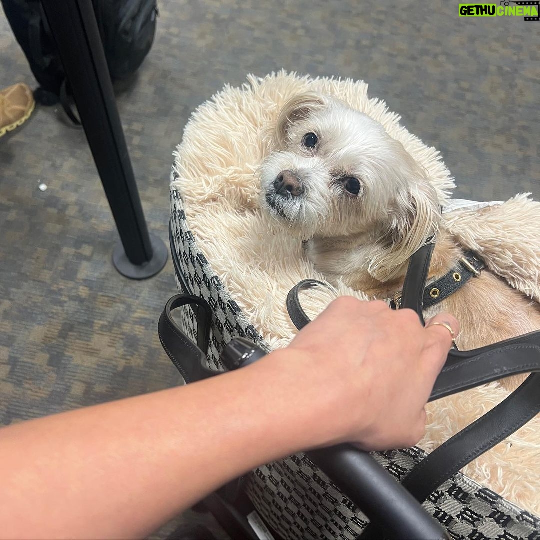Vanessa Hudgens Instagram - She’s a travel pup