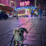 Vanessa Hudgens Instagram - Darla loves the adventure