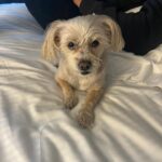 Vanessa Hudgens Instagram - Darla loves the adventure