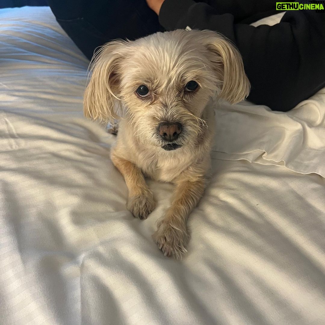 Vanessa Hudgens Instagram - Darla loves the adventure