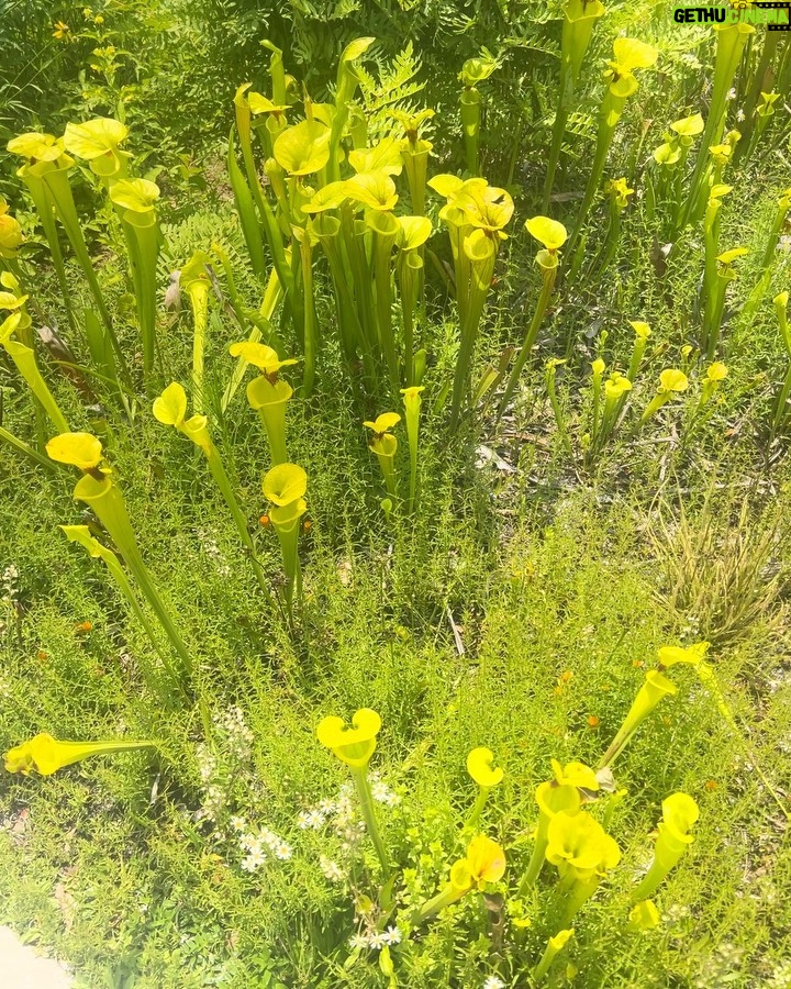 Vanessa Hudgens Instagram - Nature girl things