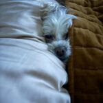 Vanessa Hudgens Instagram - Woke up to this cuteness