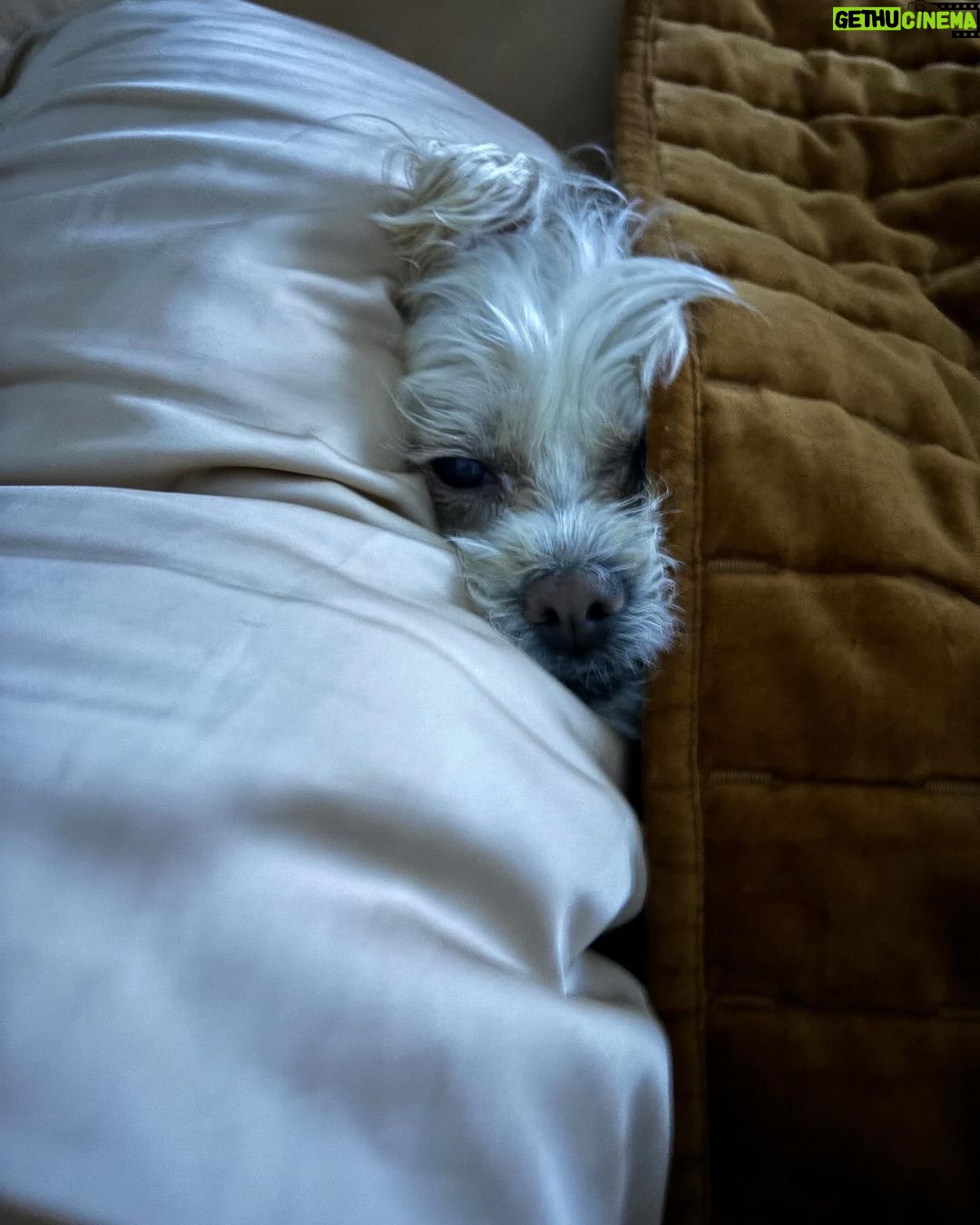 Vanessa Hudgens Instagram - Woke up to this cuteness