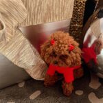 Vanity Alpough Instagram - Help me wish Piper a very Happy 1rst Birthday by following her Instagram page @pipersworld_perks