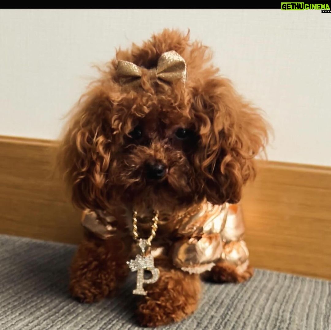 Vanity Alpough Instagram - Help me wish Piper a very Happy 1rst Birthday by following her Instagram page @pipersworld_perks