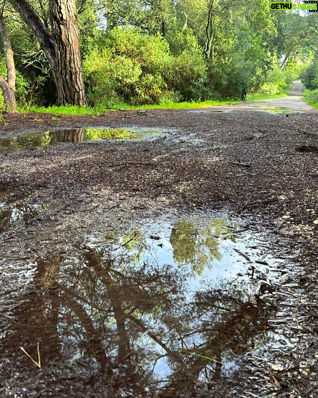 Vera Kolodzig Instagram - Detalhes de uma manhã tranquila. 🍃🌳 . . . #manhas #caminhada #floresta #natureza #naturewalk #morningwalk #naturelover