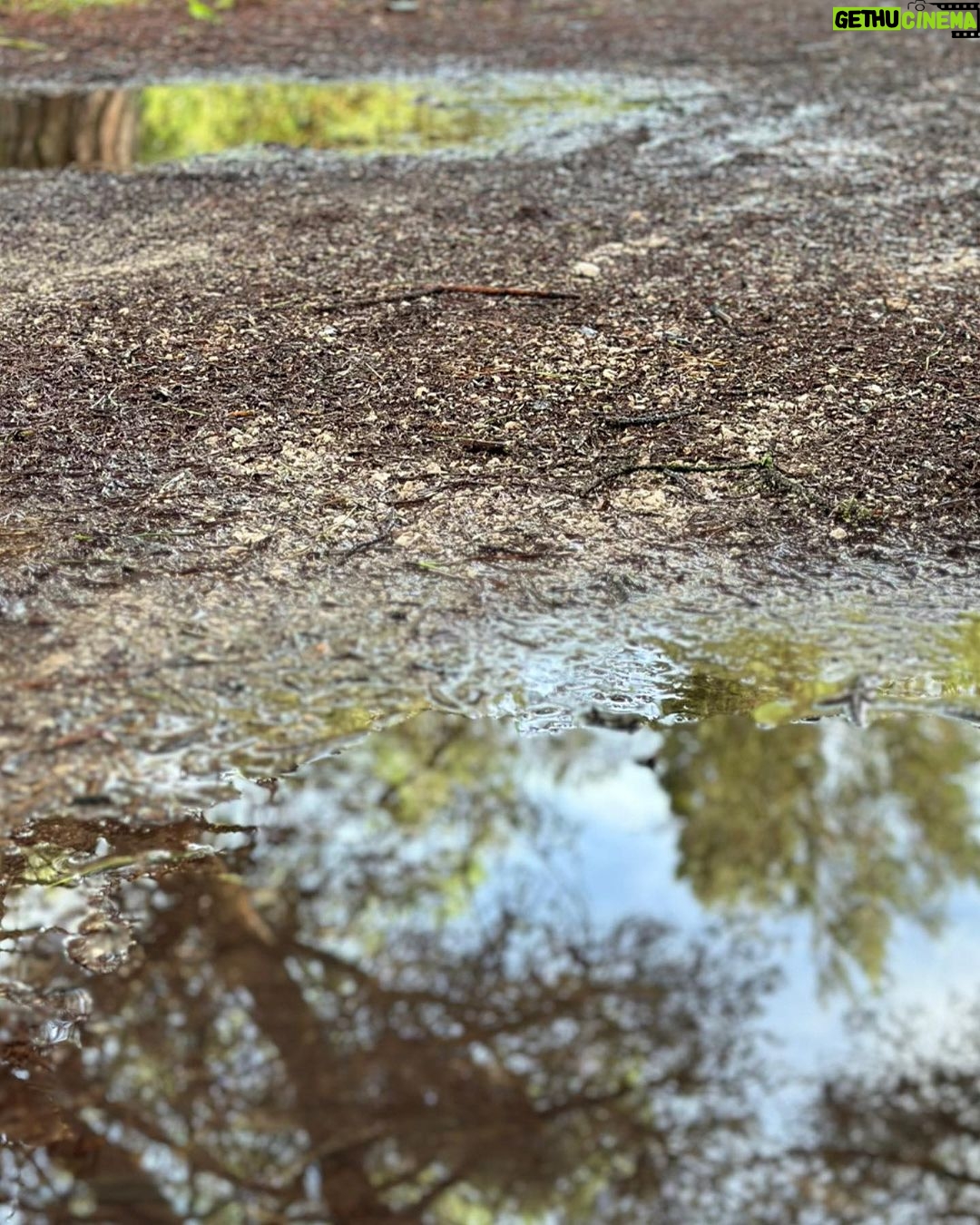 Vera Kolodzig Instagram - Detalhes de uma manhã tranquila. 🍃🌳 . . . #manhas #caminhada #floresta #natureza #naturewalk #morningwalk #naturelover