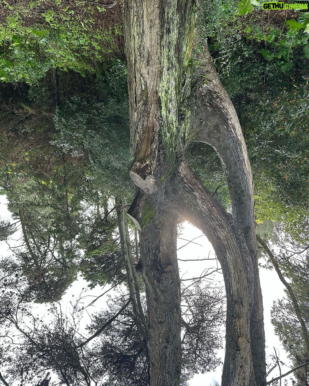 Vera Kolodzig Instagram - Detalhes de uma manhã tranquila. 🍃🌳 . . . #manhas #caminhada #floresta #natureza #naturewalk #morningwalk #naturelover