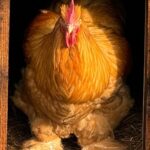 Victoria Beckham Instagram - Wow what a handsome Cock!!! 🐓 📷 @davidbeckham
