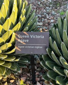 Victoria Justice Instagram - Don’t be a prick, stream my new song #LastManStanding 🌵🫶🏼 Sincerely, Queen Victoria Agave ;)