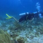 Vincent Michael Webb Instagram – I’m officially a certified scuba diver @scuba_cancun 

#scubacancun #scubadiver #islamujeres #cancun #underwaterphotography #underwaterworld #cancunlife #beachboy #vincentcancun Cancún México