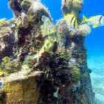 Vincent Michael Webb Instagram – I’m officially a certified scuba diver @scuba_cancun 

#scubacancun #scubadiver #islamujeres #cancun #underwaterphotography #underwaterworld #cancunlife #beachboy #vincentcancun Cancún México