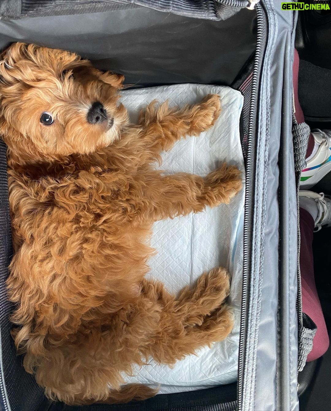 Warren Egypt Franklin Instagram - Happy 1st birthday to my son and literal road dog BRONX πΎπ€ thx you for keeping my anxiety down, for being the most intrepid and intuitive learner, for being patient with me, and most of all making me the happiest dog dad ever! On Tour :)
