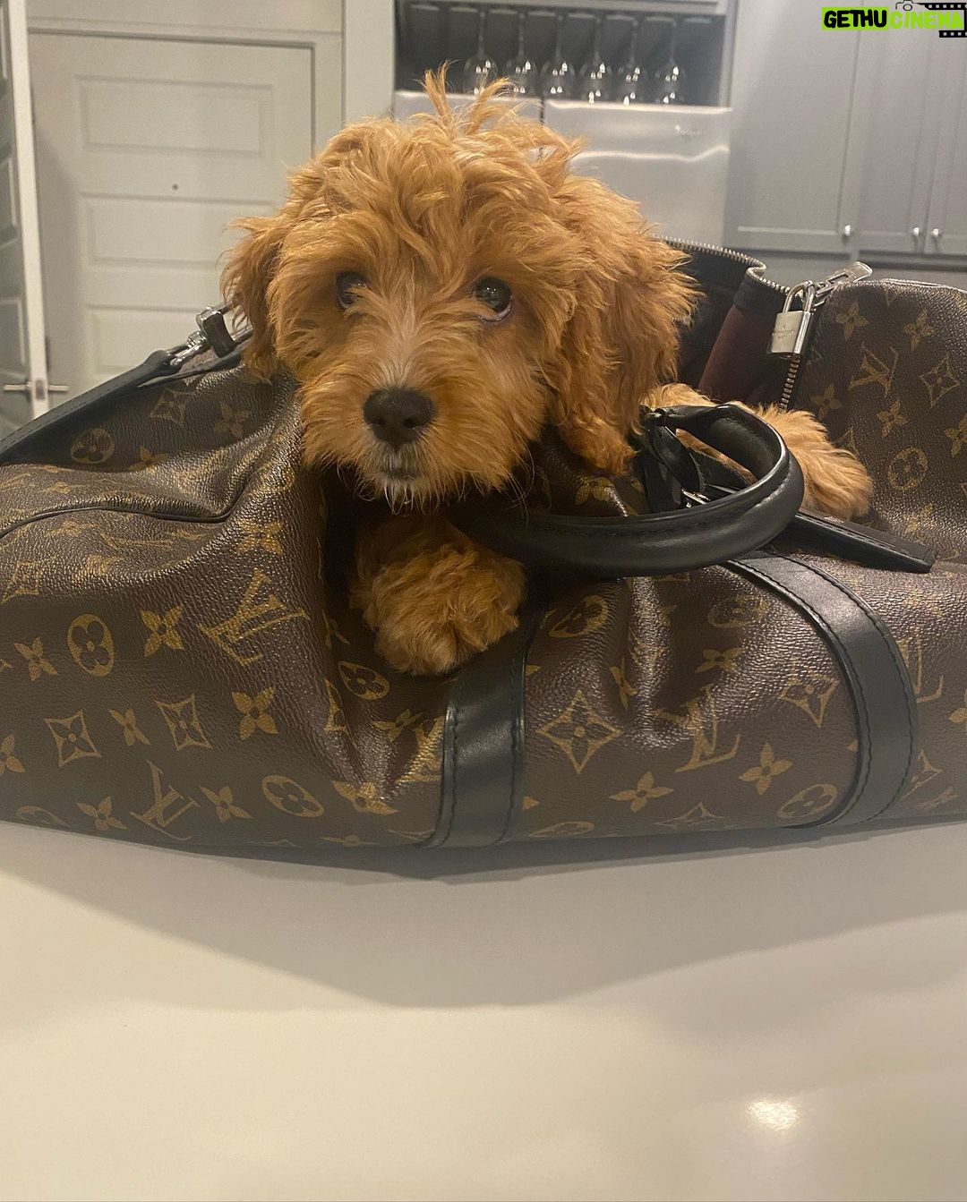 Warren Egypt Franklin Instagram - Happy 1st birthday to my son and literal road dog BRONX πΎπ€ thx you for keeping my anxiety down, for being the most intrepid and intuitive learner, for being patient with me, and most of all making me the happiest dog dad ever! On Tour :)