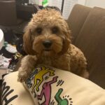 Warren Egypt Franklin Instagram - Happy 1st birthday to my son and literal road dog BRONX 🐾🤍 thx you for keeping my anxiety down, for being the most intrepid and intuitive learner, for being patient with me, and most of all making me the happiest dog dad ever! On Tour :)
