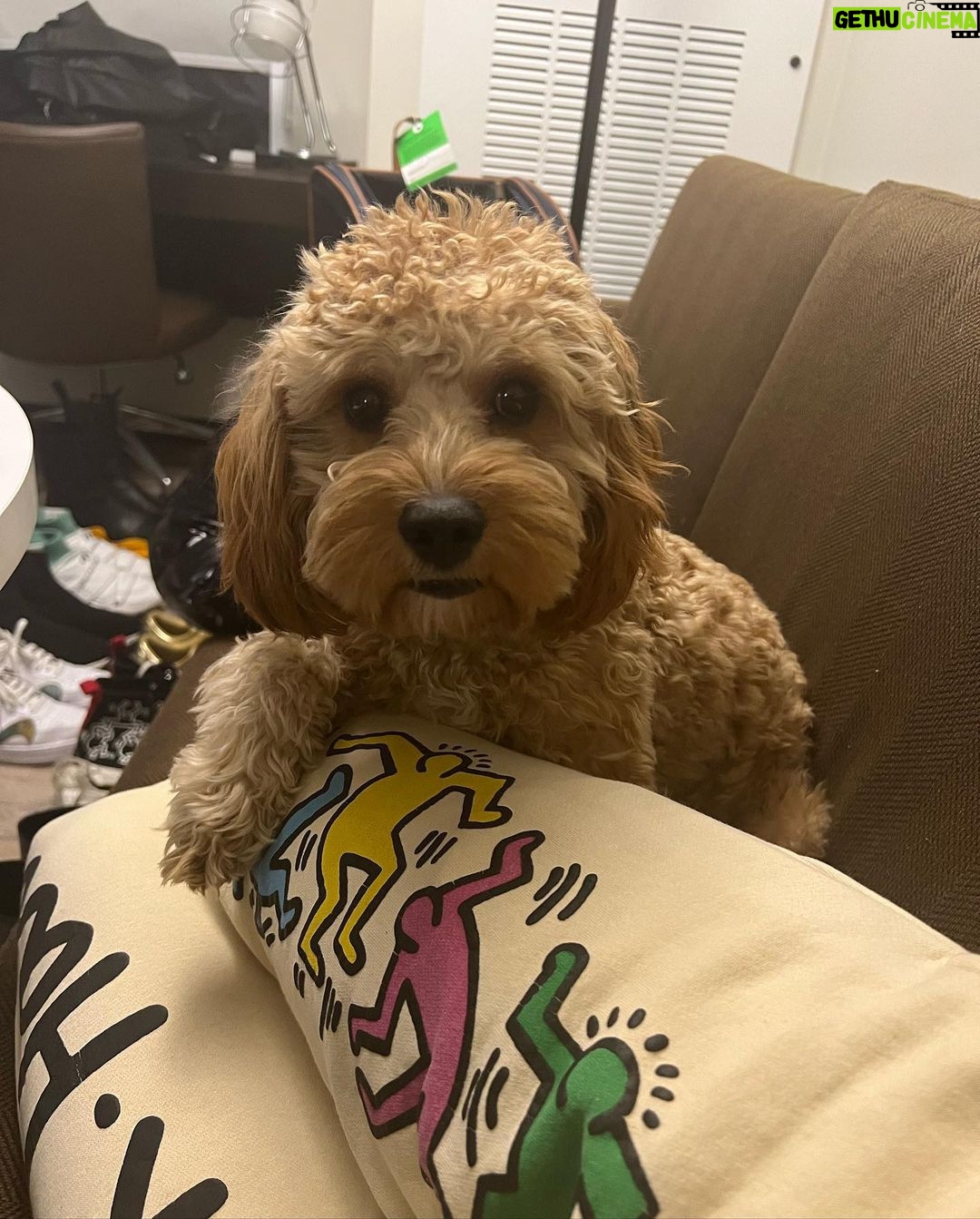 Warren Egypt Franklin Instagram - Happy 1st birthday to my son and literal road dog BRONX πΎπ€ thx you for keeping my anxiety down, for being the most intrepid and intuitive learner, for being patient with me, and most of all making me the happiest dog dad ever! On Tour :)