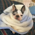 Yûka Eda Instagram – 今年も残すところ1週間を切りましたがいかがお過ごしでしょうか。

こちらは気にせず11月、振り返ります。

1 久々に渋谷3：00集合の文字を見た早朝撮影。この海を撮るためだッ！

2 技術部は体が資本。そう、ストレッチ大事(爆走カット前)

3 オールアップラスト弁当！木更津名物バー弁。たぬきかわいい。

4 これはこたつの擬犬化

5 今年はマジでグミたくさん食べた。もうしばらくグミはいい。(いっぱいくれてありがとう)

6 編集で寿司をとるの巻(このあとピザきます)

7 制作部の子から、実家から届いたラフランスをもらったのでパイにしてみました。やっと料理をする余裕が出てきた11月🤲

8 現場が続くとスウェットとパーカーばかりになってしまうよね。楽なんだけどさ〜ああ

9 ファミレスフレンド〜居酒屋行っても烏龍茶頼みます〜

10 ずっとこっち見てたペコ。

びっくりするほど写真撮ってなくて、地味に地味にずっと働いてたんだな、の記憶。

今年はとりあえず黙って働けをテーマに走っているが、とくに11月はキツかった気がする。メンタルも体力もちょい追い込まれ感あり。
やっぱり適度に遊ばないとダメだな🤲と思ったの。
バランス🤲でもがんばったよ、えらい

仕事納めまであと少しだ〜
納めたらいっぱいあそびたい。ディズニー、海、馬を見に行く、など(？)
色々誘ってください🤲夜中でも電話していいよ🤲わたしも誘うからさあ！