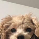 Yūka Murayama Instagram - おしおき中 可愛すぎてあまり怒れません