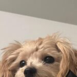 Yūka Murayama Instagram - おしおき中 可愛すぎてあまり怒れません