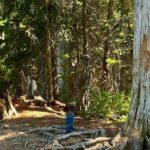 Yasmine Aker Instagram – Hiking through paradise 🏔️

#mountrainiernationalpark 
#swissalpsoftheus
#tahoma Mount Rainier, Paradise, WA