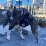 Yiğit Kalkavan Instagram - Year two @tas.the.akita