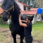 Yokasta Valle Instagram - Le hacemos pique a @canelo con el frisón que se llama Galileo, Pura Vida!!! 🐴: @autogrill.cr