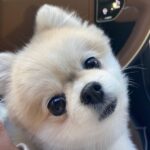 Yoon Jin-yi Instagram - 내사랑 내인형 졸리야 너를 처음 본 순간 너무 이쁜 강아지가 나한테 와줘서 너무 행복했어 하루하루 너를 보는거 만으로 내인생에 가장 큰 선물이였어 옆에서 지켜주지 못해서 많이 미안해 하늘에서는 행복해야되 아프지 말고 언니가 너무 너무 사랑해