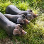 Zac Efron Instagram - 3 little pigs