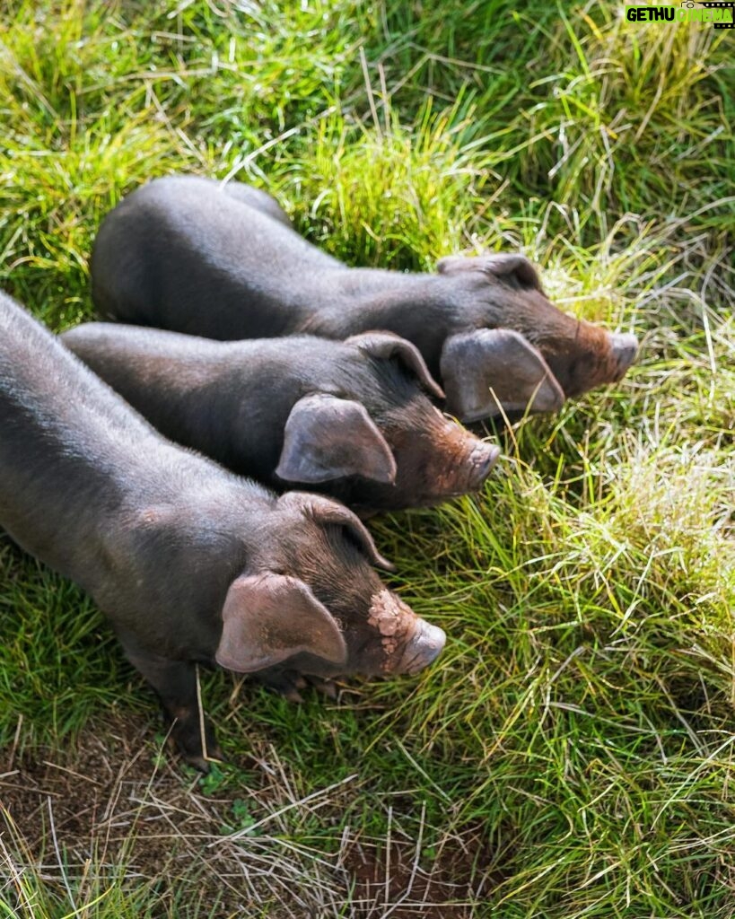 Zac Efron Instagram - 3 little pigs