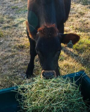 Zac Efron Instagram - Can eating seaweed make you fart less? Well not quite, but when cows eat the seaweed from @seaforestaustralia it reduces their methane production by 98% and helps lower greenhouse emissions.