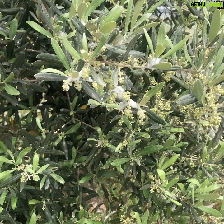 Zerrin Sümer Instagram - 🌺”Zeytin ağacı “barış bereket özgürlük simgesi 💙