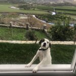 Zerrin Sümer Instagram - Herkese selam olsun , Acar da kaç gündür evde sokağa çıkmak istediğini anlatıyor . Sitede uğradığı dostları var da merak ediyor 😄