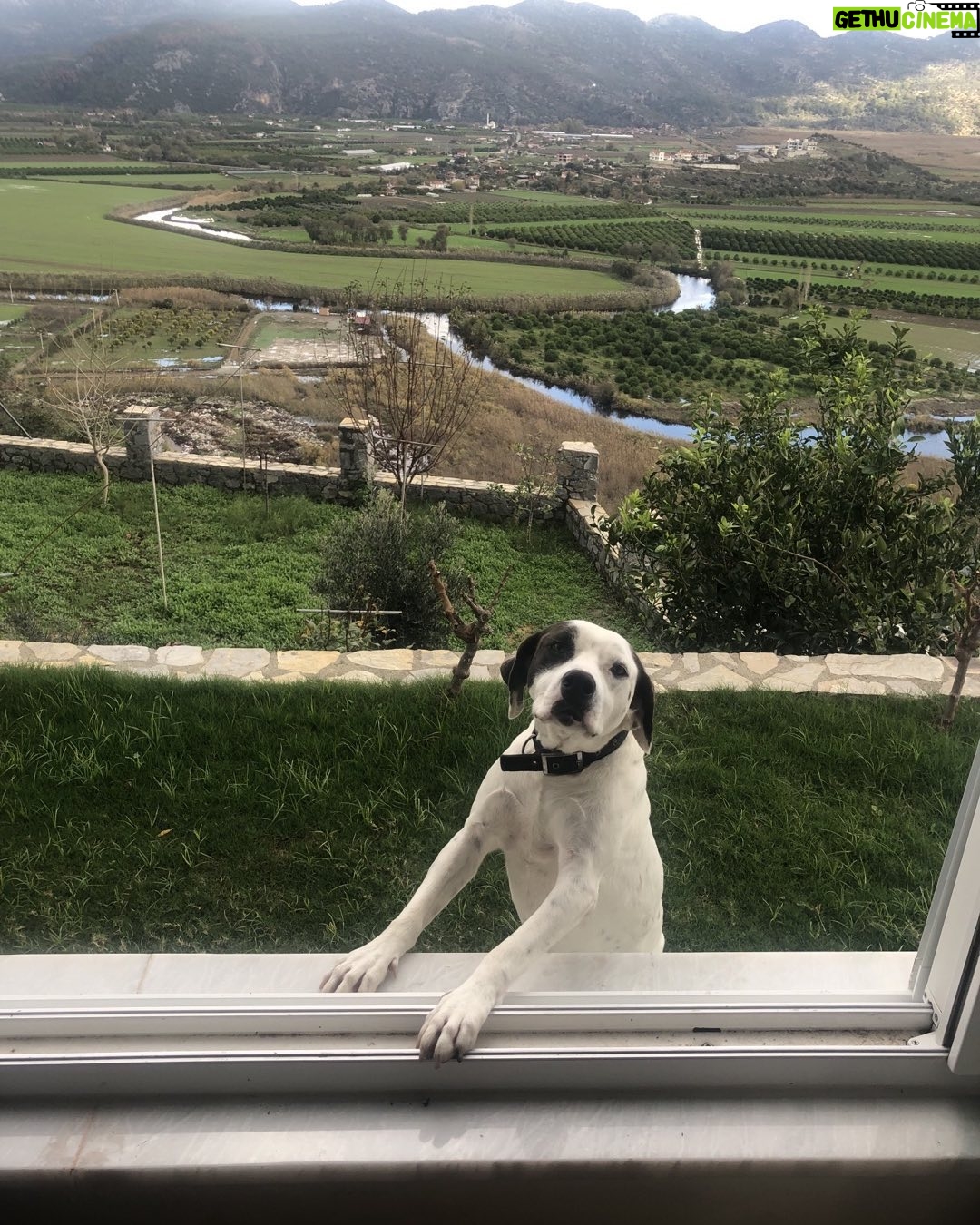 Zerrin Sümer Instagram - Herkese selam olsun , Acar da kaç gündür evde sokağa çıkmak istediğini anlatıyor . Sitede uğradığı dostları var da merak ediyor 😄